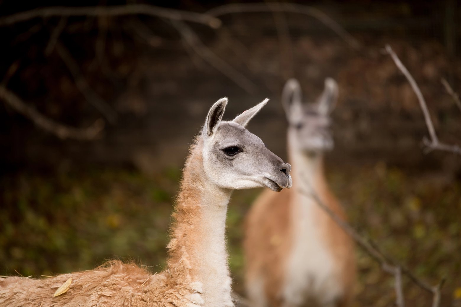 guanaco-salta